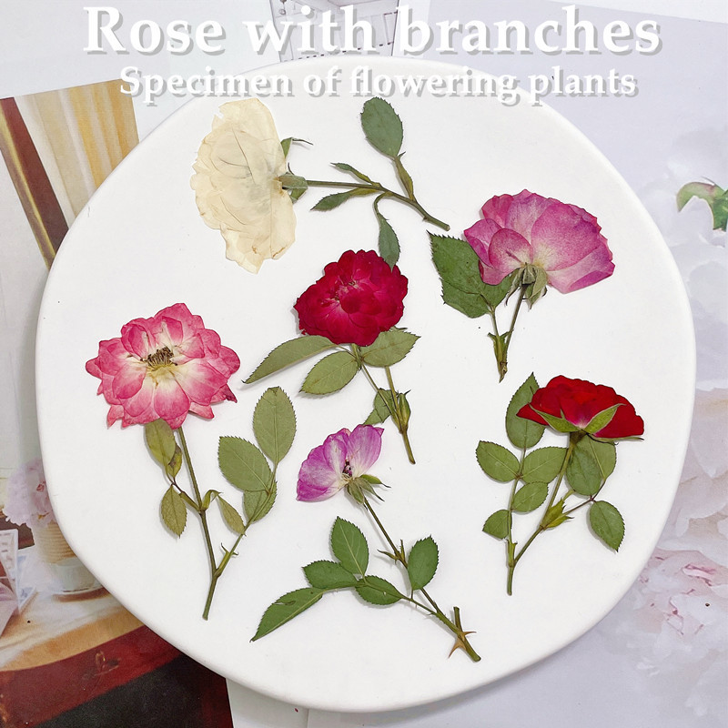 12 sztuk, naturalne białe różo – Wedding Card Box recenzja i cena