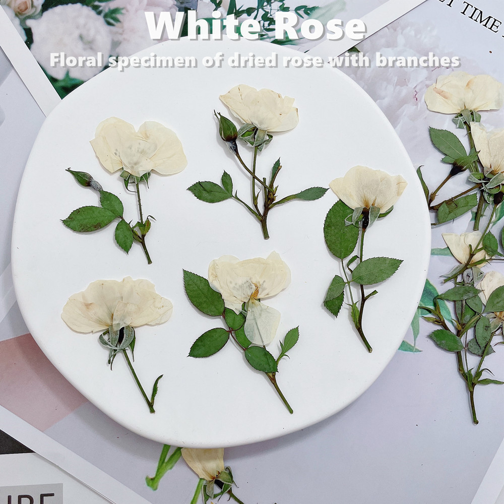 12 sztuk, naturalne białe różo – Wedding Card Box recenzja i cena